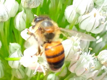 Close-up of bee pollinating on flower