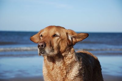 Close-up of a dog on beach