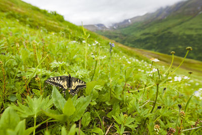 Butterfly in meadow on cooper mountain, kenai peninsula, alaska