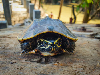 Close-up of a turtle