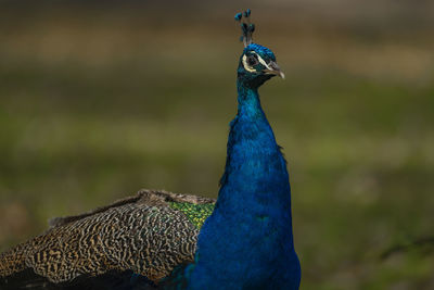 Close-up of peacock