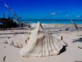 Panoramic view of driftwood on beach against blue sky