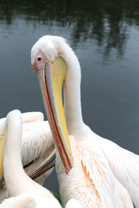 Close-up of pelican on lake