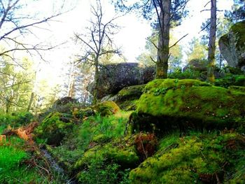 Scenic view of forest