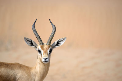 Close-up portrait of gazelle
