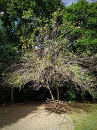 View of trees growing in forest