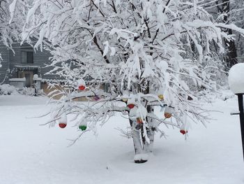 Snow covered field