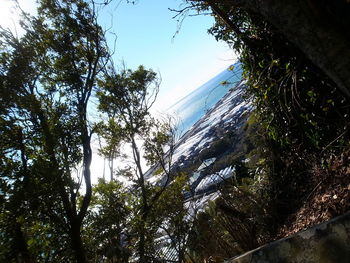 Low angle view of trees against blue sky