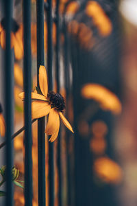 Close-up of yellow flowering plant