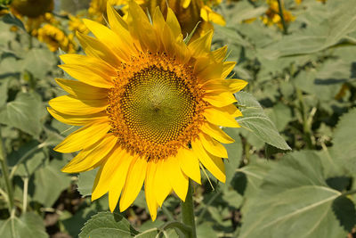 Close-up of sunflower