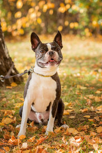 Boston terrier dog outside. dog in beautiful red and yellow park in autumn