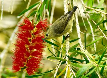 Close-up of a bird on red flower