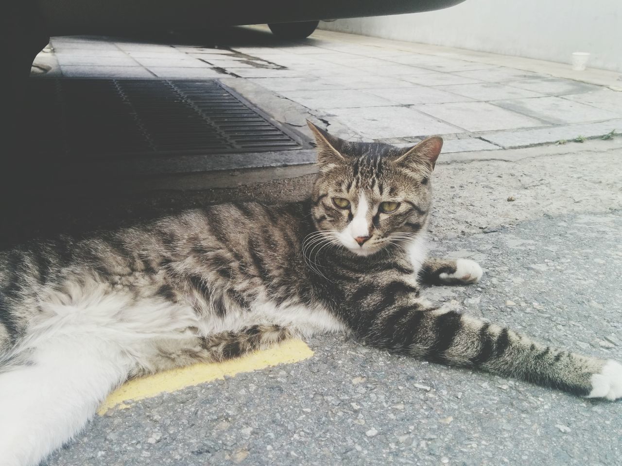 Cat under the car