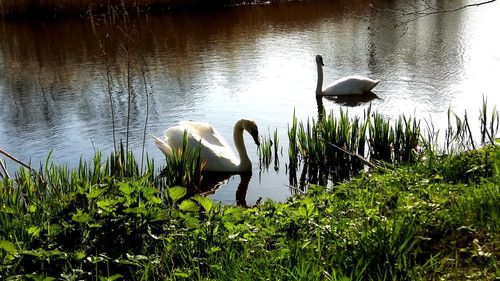 Swan swimming in lake