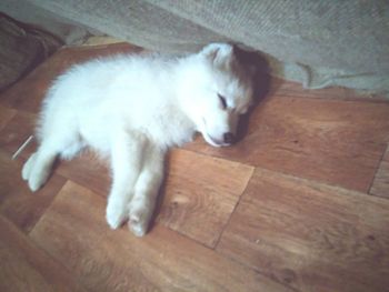 Close-up of cat lying on hardwood floor