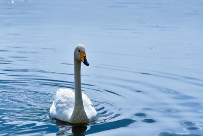 The bayanbulak lake is an important breeding ground for swans and other waterfowl