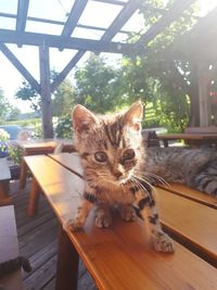 Portrait of tabby kitten on table