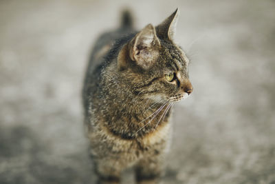 Cat standing on footpath