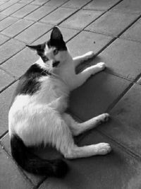 Cat relaxing on footpath