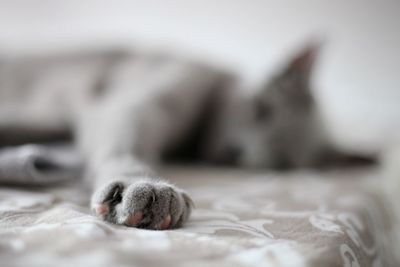 Close-up of cat lying on bed