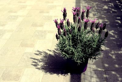 High angle view of potted plant on footpath