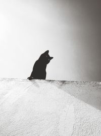 Side view of a cat on wall