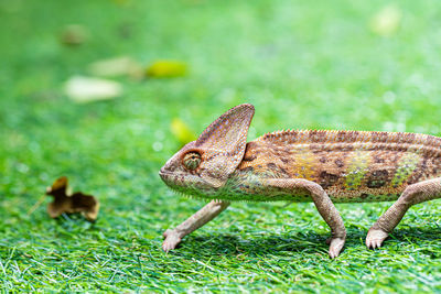 Close-up of a lizard on land