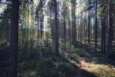 Trees in forest