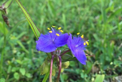 Close-up of purple flowers