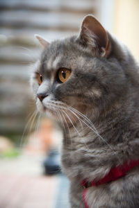 Close-up of cat looking away
