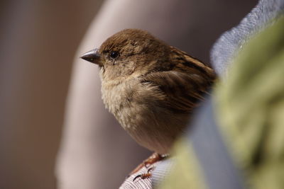 Close-up of bird perching