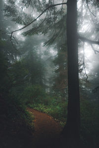 Trees in forest