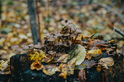 Brown mushrooms on stump. autumn photo with mushrooms on wet stump close up. yellow fallen