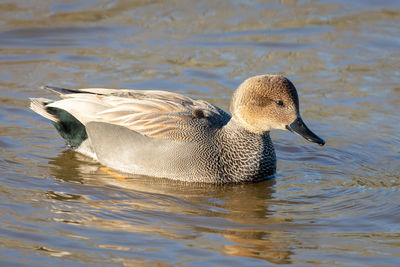 Close-up of a gadwall duck swimming in lake