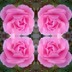 Close-up of pink flowers