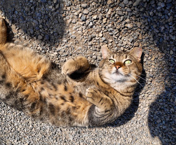 High angle view portrait of cat lying on pebbles