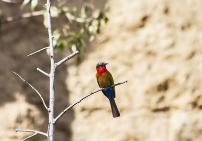 Close-up of bird perching on branch
