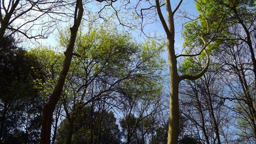 Low angle view of trees