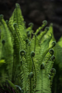 Close-up of ferns leaf