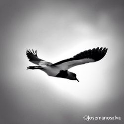 Low angle view of birds flying in sky