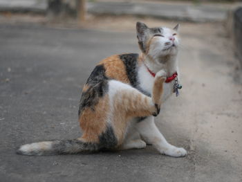 Cat sitting on footpath