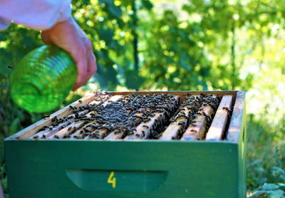 Close-up of bee on hand