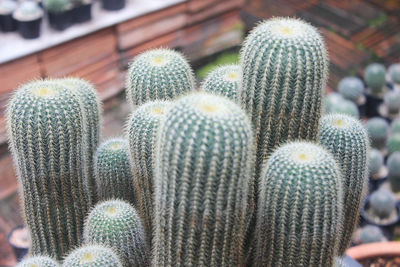 Close-up of succulent plant