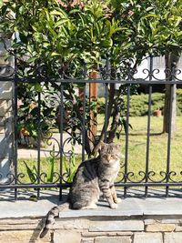 Portrait of cat sitting on tree