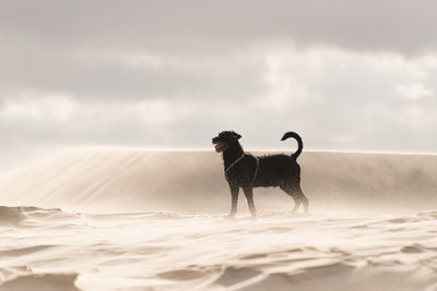 Dog standing on sand