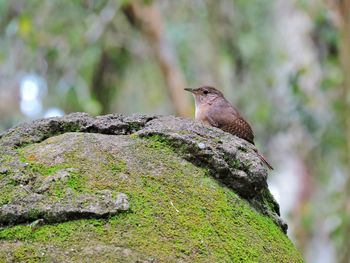 Close-up of bird perching on tree