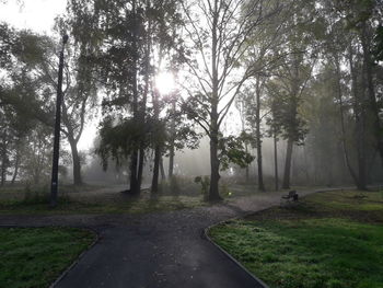 Trees by road