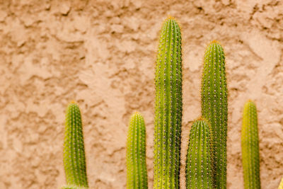 Close-up of cactus in sand