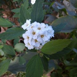 Close-up of white flowers