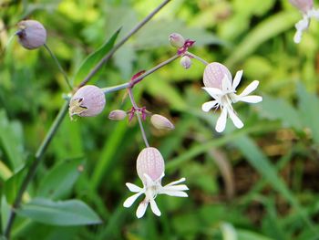 Close-up of flowers blooming outdoors